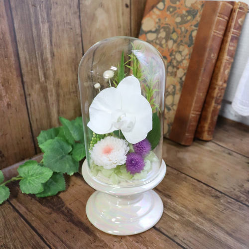 仏花 ドーム プリザーブドフラワー ガラスドーム「 胡蝶蘭」 お悔やみ