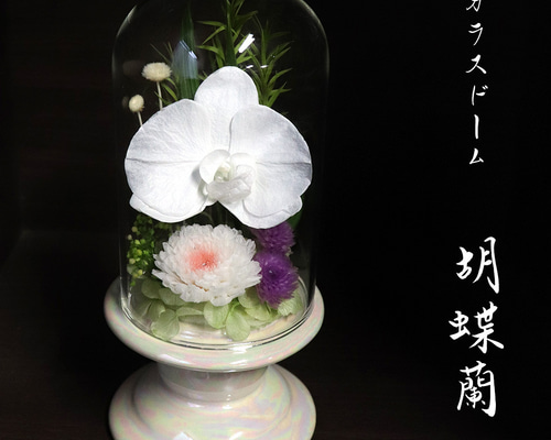 仏花 ドーム プリザーブドフラワー ガラスドーム「 胡蝶蘭 仏花 ドーム プリザーブドフラワー ガラスドーム「 胡蝶蘭