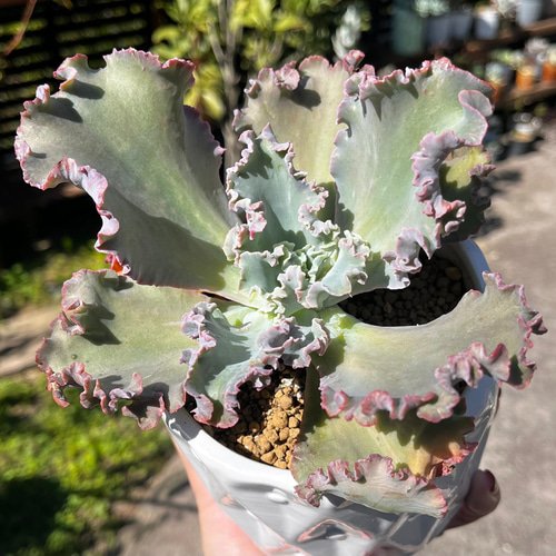 多肉植物 韓国苗 クレオパトラ 韓国苗 多肉植物 クレオパトラ 【公式通販】