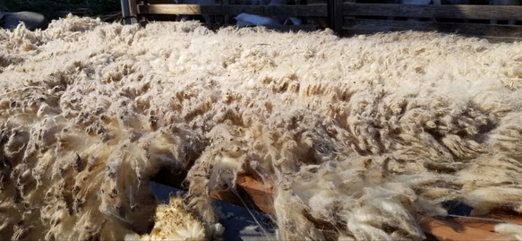 長野県内サフォーク系原毛300g 湯洗い後納品 国産羊毛 夾雑物多 送料別 受注製作 6枚目の画像