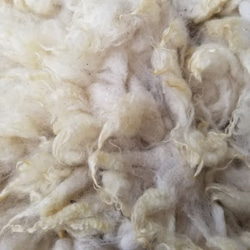 長野県内サフォーク系原毛300g 湯洗い後納品 国産羊毛 夾雑物多 送料別 受注製作 1枚目の画像