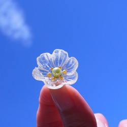 そぼ降る雨のサンカヨウ（山荷葉）ピアス 2枚目の画像