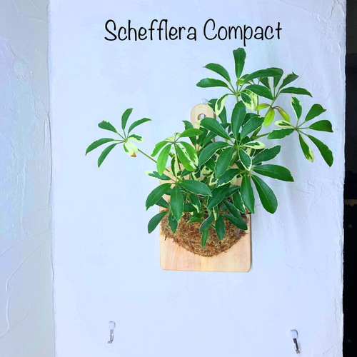 観葉植物（カポック）のお洒落な木目調の板付け』⭐︎初売り