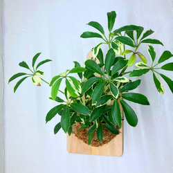 『観葉植物（カポック）のお洒落な木目調の板付け』⭐︎初売りフェア⭐︎ 2枚目の画像