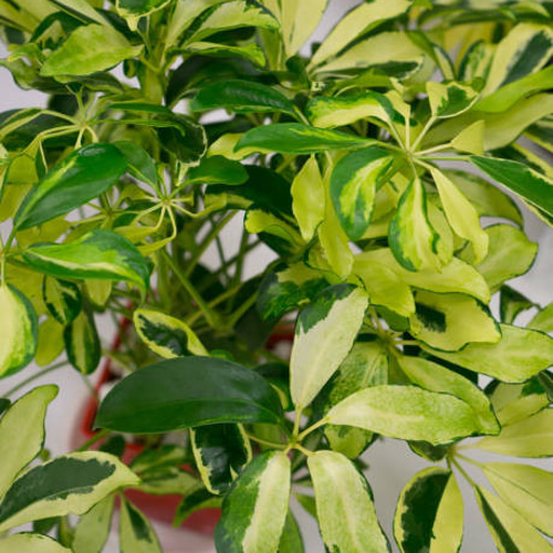 観葉植物（カポック）のお洒落な木目調の板付け』⭐︎初売り