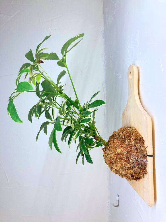 『観葉植物（カポック）のお洒落な木目調の板付け』⭐︎初売りフェア⭐︎ 4枚目の画像