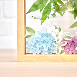 【夏の涼】青もみじと紫陽花✳︎フレームアレンジメント 4枚目の画像