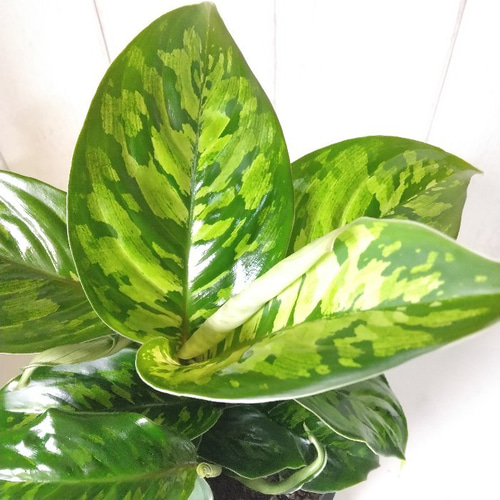 現品】希少種レア ホマロメナ・ワリシー・カモフラージュ 観葉植物 