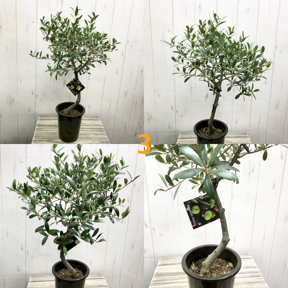 厳選株！  盆栽樹形  オリーブの木 ネバディロブランコ  souju   4号鉢 5枚目の画像