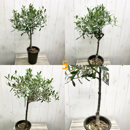 厳選株！ 盆栽樹形 オリーブの木 ネバディロブランコ souju 4号鉢
