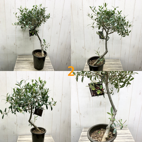 厳選株！ 盆栽樹形 オリーブの木 ネバディロブランコ souju 4号鉢