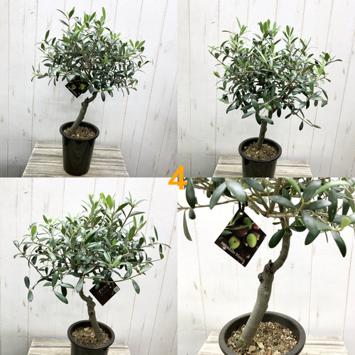 売り尽くし特価オリーブsouju セントキャサリンネバディロブランコ8