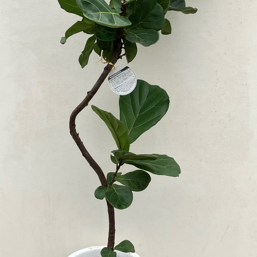 フィカス カシワバ バンビーノ 10号