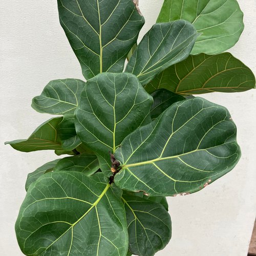 フィカスリラータ＊柏葉ゴム＊バンビーノ＊曲がりの観葉植物＊人気