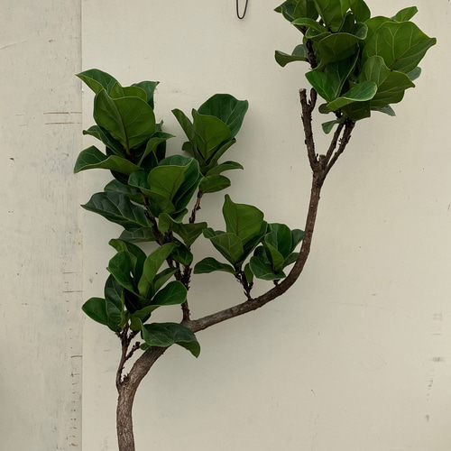 ☆ フィカス•リラータバンビーノ♪ 104cm 曲がり仕立て♪ フィカス・リラータ・バンビーノ まがり XL | 観葉植物の通販 AND
