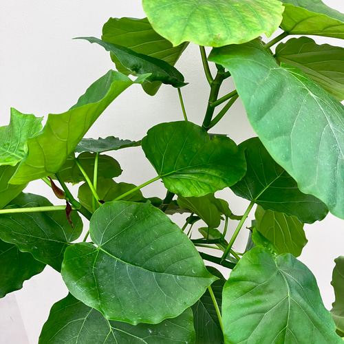 フィカスウンベラータ＊ハートの葉＊人気の観葉植物＊ アート