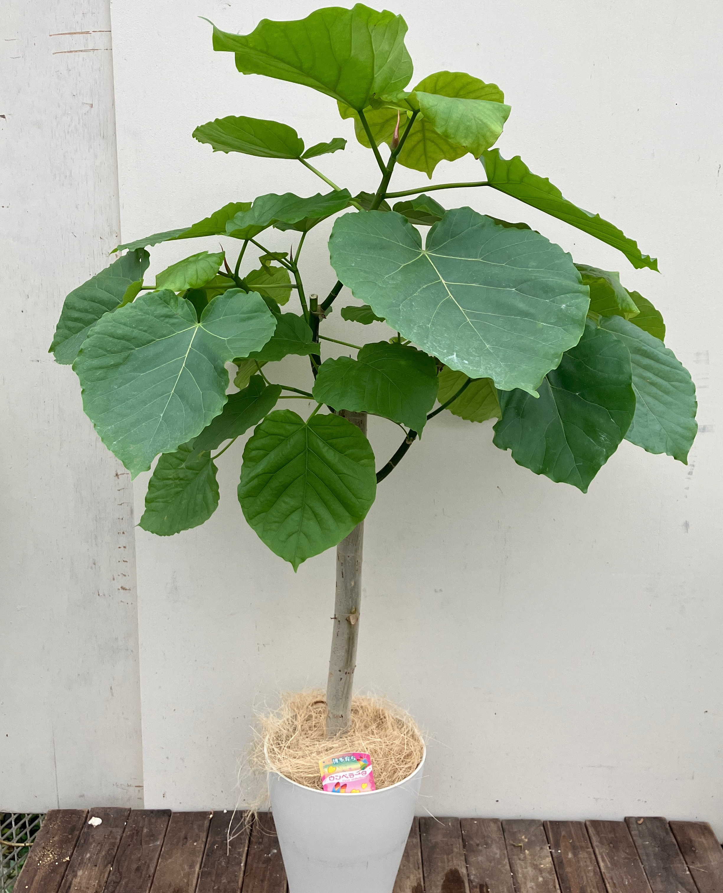 フィカス ウンベラータ ハートの葉っぱ　アイボリーテラコッタ鉢植え　観葉植物 フィカス ウンベラータ ハートの葉っぱ アイボリーテラコッタ
