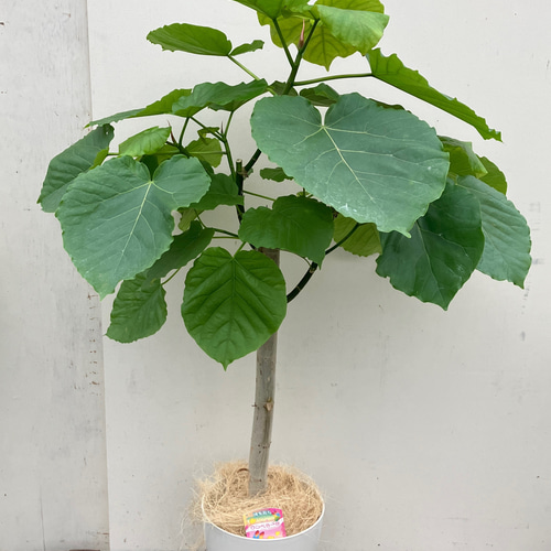 フィカスウンベラータ＊ハートの葉＊人気の観葉植物＊ アートフラワー