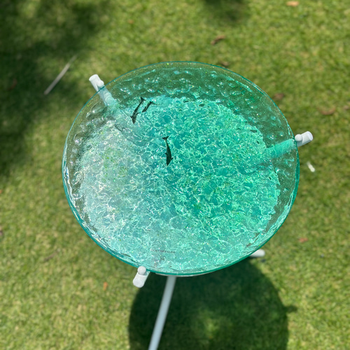 エメラルドグリーンウォーター イルカのファミリー 水紋の影 穏やかな