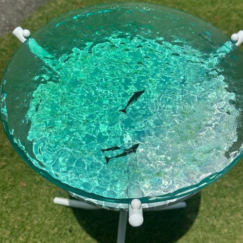 エメラルドグリーンウォーター イルカのファミリー 水紋の影 穏やかな