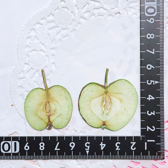 グリーンアップル 摘果りんご 押しフルーツ 8枚 素材 姫りんご キャンドル ハーバリウム レジン リンゴ 林檎 2枚目の画像