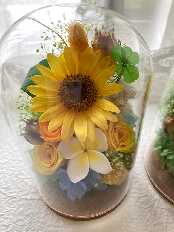 プリザーブドフラワー向日葵とプルメリアに幸せの四葉のクローバー ガラスドームアレンジ 結婚祝 敬老の日母の日ギフト 人気・おすすめ｜使いやすい・旅行におすすめ 品質保証 全国発送 正規品・日本国内発送・安心保証付き