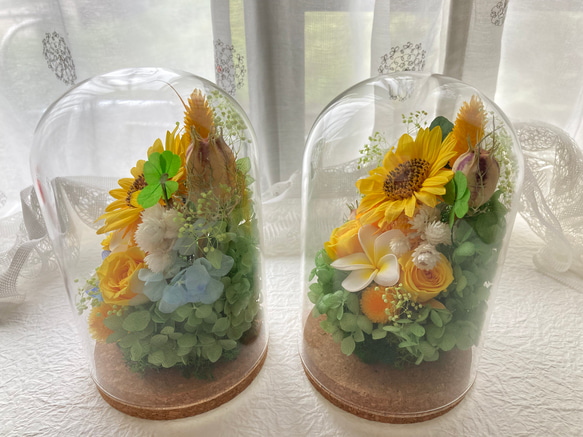 プリザーブドフラワー向日葵とプルメリアに幸せの四葉のクローバー ガラスドームアレンジ 結婚祝 敬老の日母の日ギフト 人気・おすすめ｜使いやすい・旅行におすすめ 品質保証 全国発送 正規品・日本国内発送・安心保証付き
