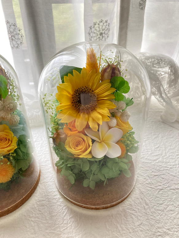 プリザーブドフラワー向日葵とプルメリアに幸せの四葉のクローバー ガラスドームアレンジ 結婚祝 敬老の日母の日ギフト 人気・おすすめ｜使いやすい・旅行におすすめ 品質保証 全国発送 正規品・日本国内発送・安心保証付き