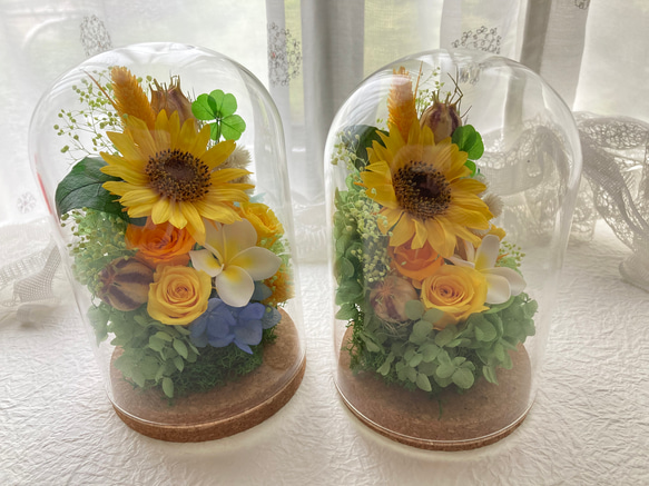 プリザーブドフラワー向日葵とプルメリアに幸せの四葉のクローバー ガラスドームアレンジ 結婚祝 敬老の日母の日ギフト 人気・おすすめ｜使いやすい・旅行におすすめ 品質保証 全国発送 正規品・日本国内発送・安心保証付き