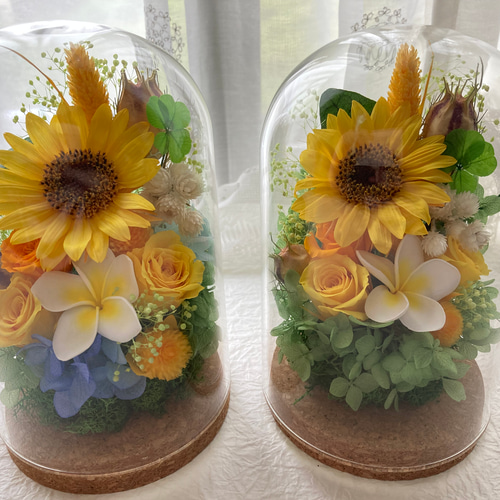 温度で色が変わる！プリザーブドフラワーアジサイ 黒ネコガラスドーム