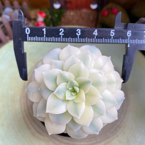お纏め多肉植物覆輪アンナ錦双頭抜き苗