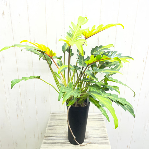 観葉植物  フィロデンドロン クッカバラ 観葉植物 クッカバラ：フィロデンドロン ジャイアント ザナドゥ*6号