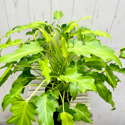 再入荷！ フィロデンドロン クッカバラ ザナドゥ ライム その他