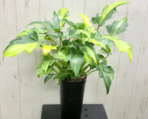 e24a885c1bc17bfa8c9635fcbe7f73