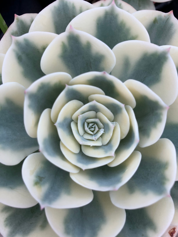 多肉植物＊エケベリア＊ルノーディーン＊美しい模様＊大人気