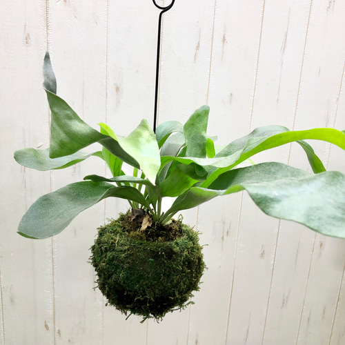 ビカクシダ（コウモリラン）：アルシコルネ 5号鉢植え の通販 | 園芸ネット