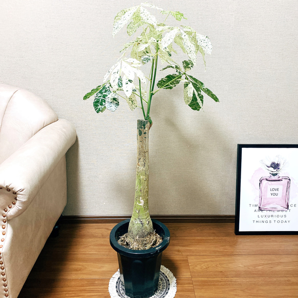 現品］【希少】パキラ 斑入り ミルキーウェイ 8号 幹太 観葉植物 プラ 