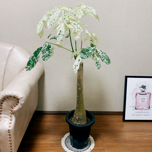 パキラ ミルキーウェイ ファイバー鉢 お皿付き パキラ ミルキーウェイ