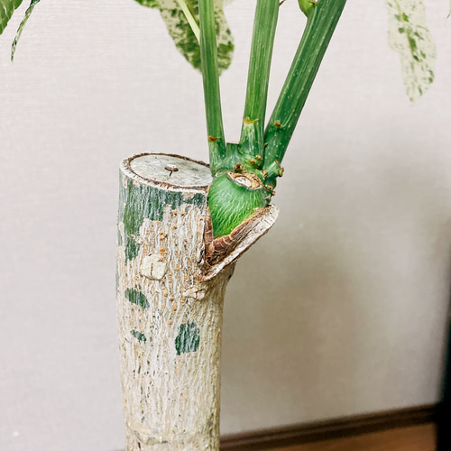 現品］【希少】パキラ 斑入り ミルキーウェイ 8号 幹太 観葉植物 プラ 