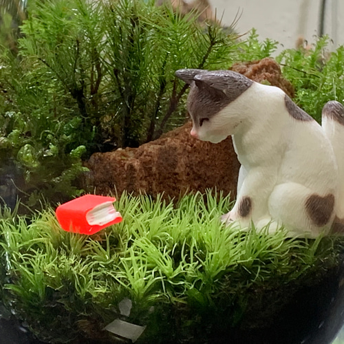 201 苔アート 苔テラリウム 猫 ネコ ねこ フィギュア 送料込み