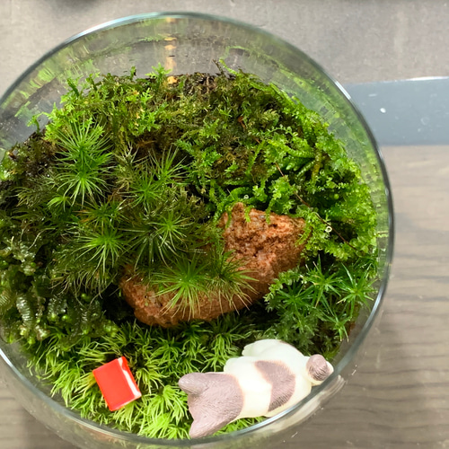 201 苔アート 苔テラリウム 猫 ネコ ねこ フィギュア 送料込み