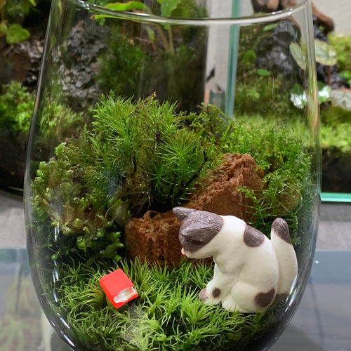 201 苔アート 苔テラリウム 猫 ネコ ねこ フィギュア 送料込み