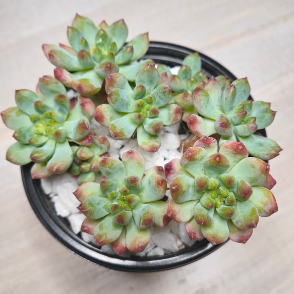 ブルーエルフ【エケベリア 多肉植物 韓国苗 園芸 インテリア