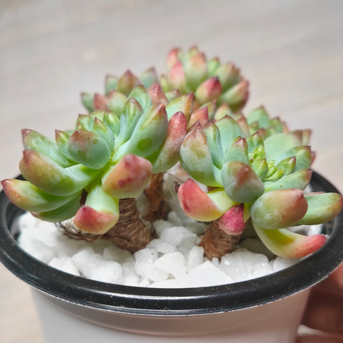 ブルーエルフ【エケベリア 多肉植物 韓国苗 園芸 インテリア