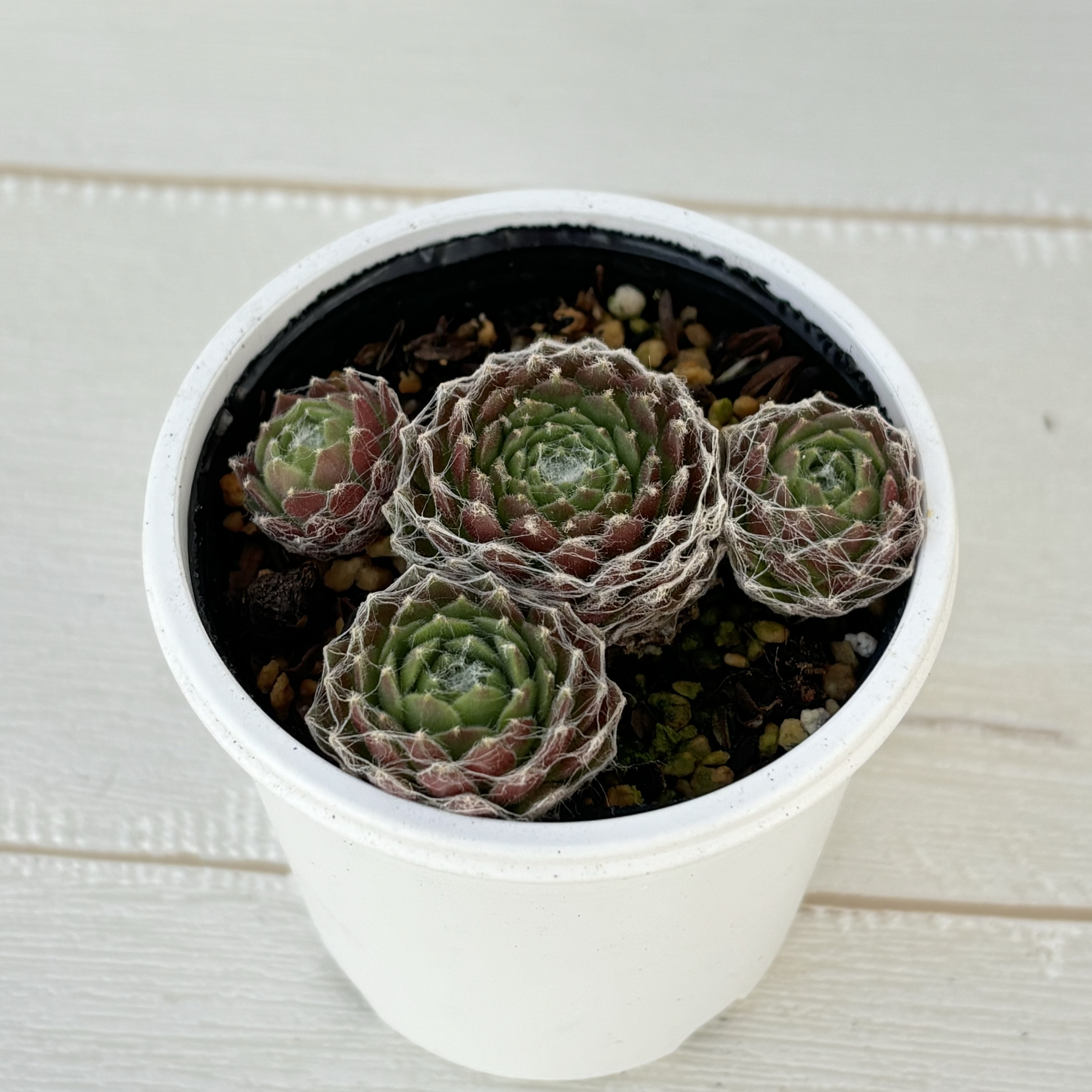 センペルビウムセット 多肉植物 １００品種 おまかせ名前付き １６１５ センペル