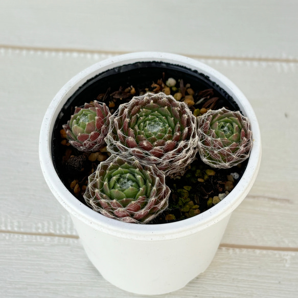 その他多肉植物 Cranky ❇︎ #多肉植物 秋はあっという間に過ぎ去っていく🍂 でも、昨日