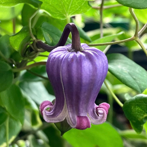 ヴィオルナ系パープル壺型クレマチス10粒 多肉植物 植花夢 通販 ヴィオルナ系パープル壺型クレマチス10粒 多肉植物 植花夢 通販