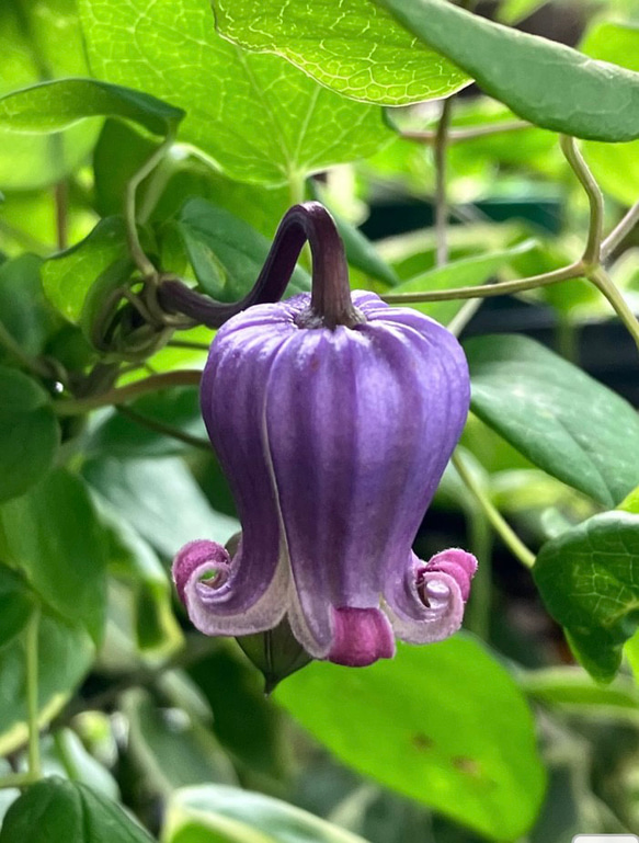 ヴィオルナ系壺型クレマチス 多肉植物 植花夢 通販 16527396