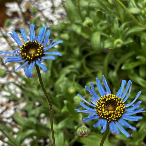 キングフィッシャーデイジー キングフィッシャーデージー 種 20粒