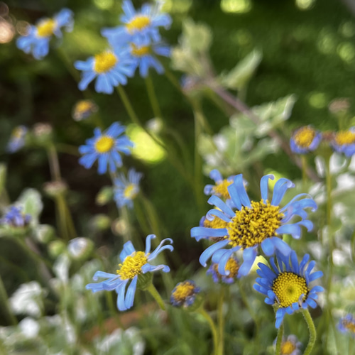 キングフィッシャーデイジー キングフィッシャーデージー 種 20粒